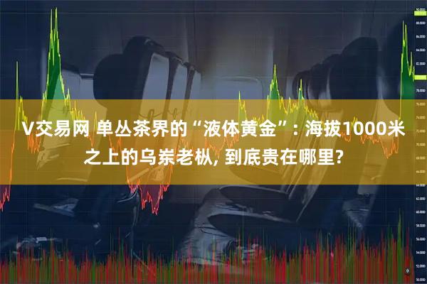 V交易网 单丛茶界的“液体黄金”: 海拔1000米之上的乌岽老枞, 到底贵在哪里?