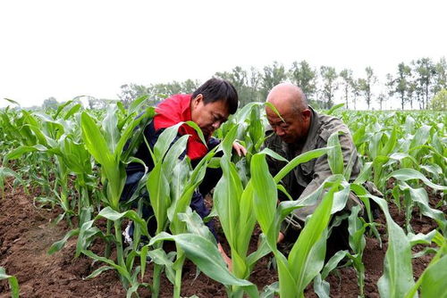 共青农场 全面开展玉米中耕追肥作业
