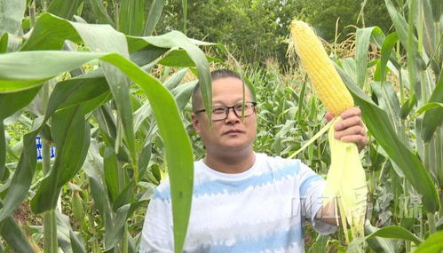 东兴区举行鲜食玉米 看禾选种 现场观摩会